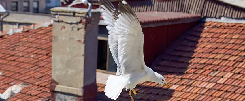Residential Chimney Animal Removal Solution in Greer, SC