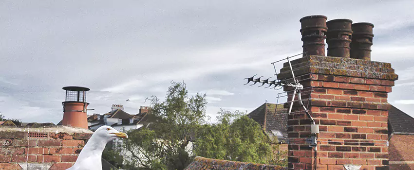 Chimney Cleaning And Restoration in Greer, South Carolina